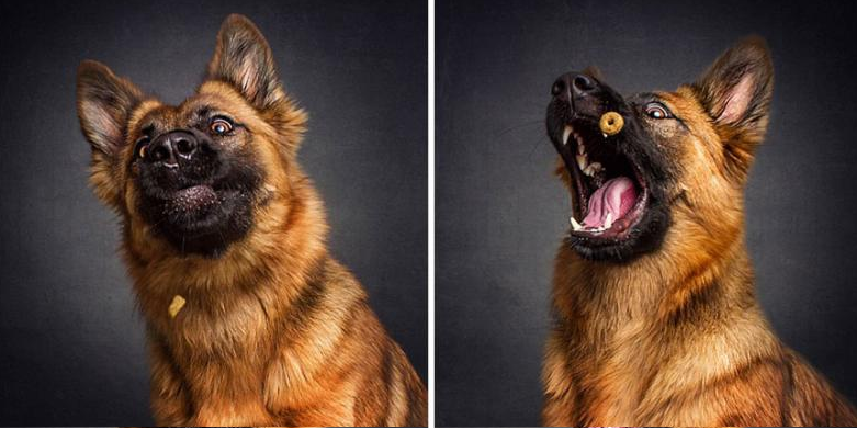 9 Different Personalities Your German Shepherd Can Have