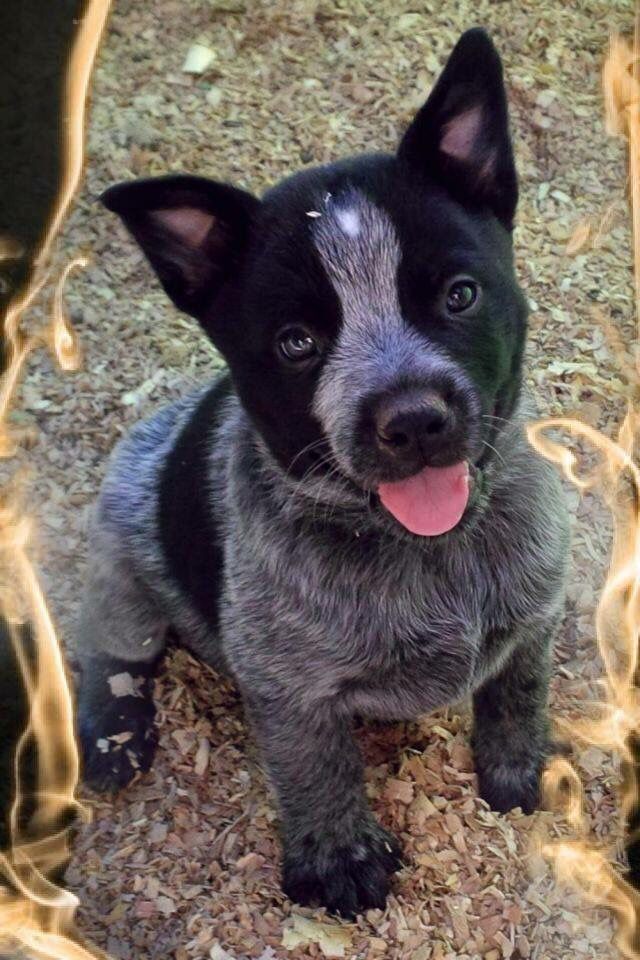 9 Signs That a Heeler dog Is Your Soulmate SonderLives