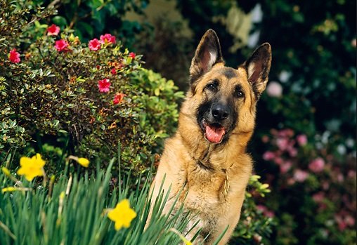 9 Products That Will Make Your German Shepherd Happier