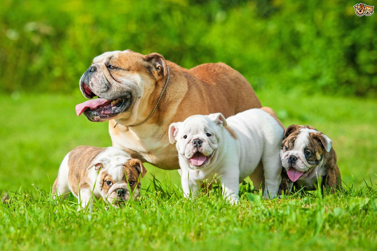 9 Signs You’re Completely Obsessed With English Bulldogs ...