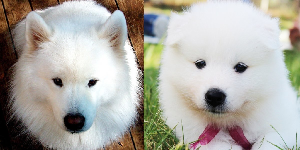 The 6 Best Things About Samoyeds SonderLives The 6 Best Things About Samoyeds SonderLives