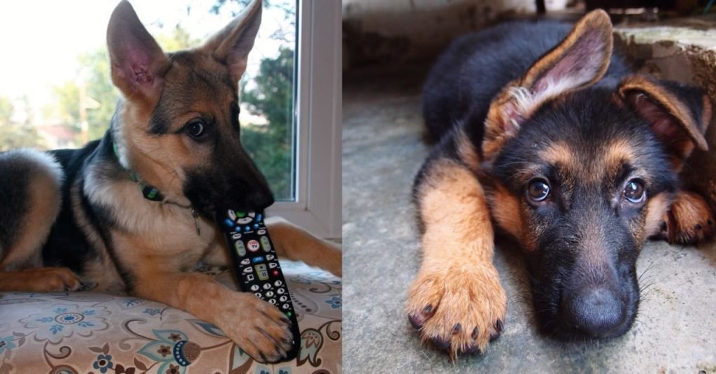15 Photos That Prove That German Shepherds Are The Worst Dogs On Earth