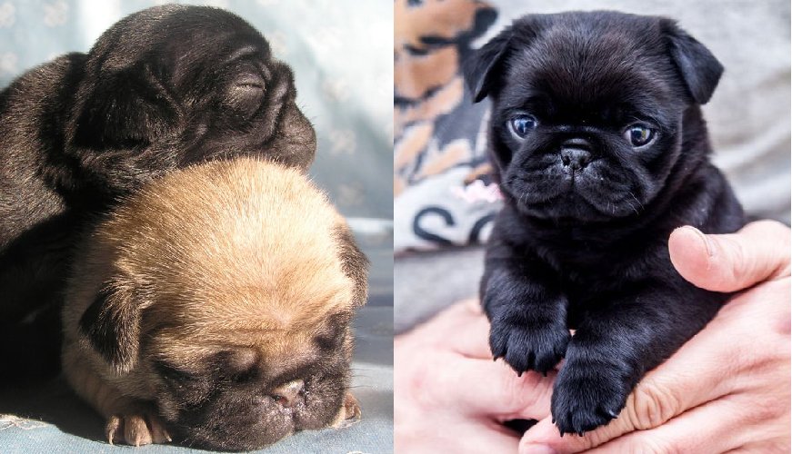 11 Ways Pug Puppies Are The Most Adorable Things Alive - SonderLives