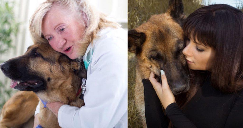 10 Amazing Ways Your German Shepherd Will Change Your Life Extremely