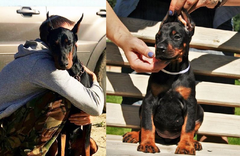Ways to Know if Your Doberman is Bonded 