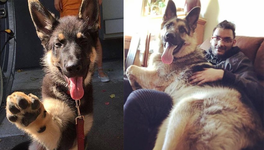 9 Signs Your German Shepherd is Actually Your “Baby”