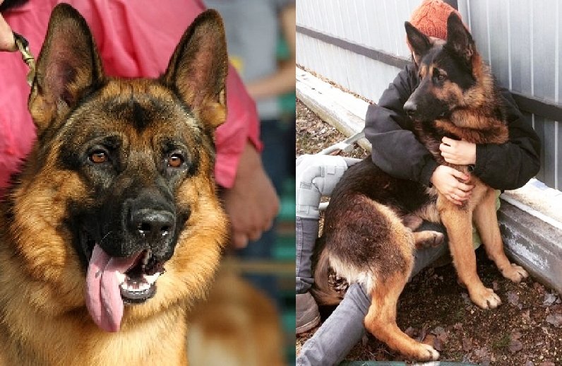 7 Ways to Know if Your German Shepherd is Bonded to You