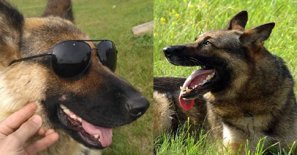 15 Ways Your German Shepherd Can Change A Bad Day To The Best One