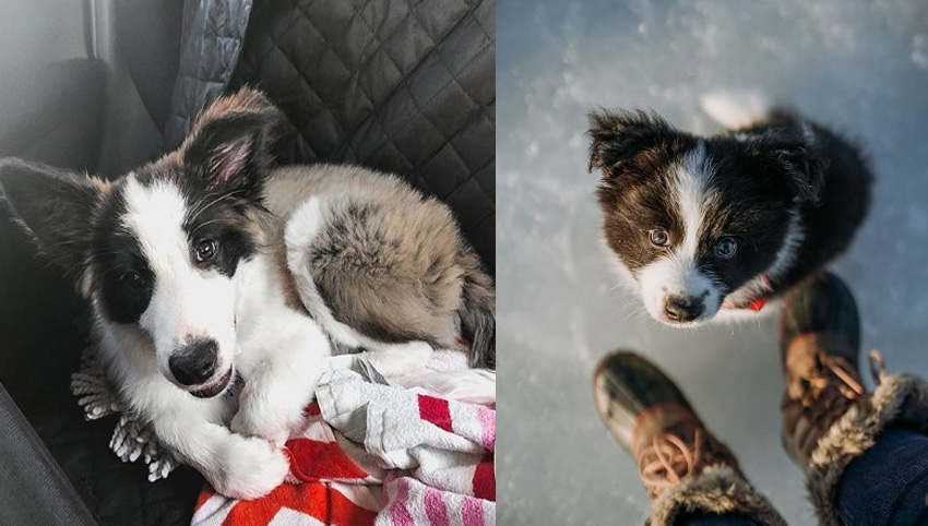 Science proved you and your Border Collie fall in love when you look in each other’s eyes