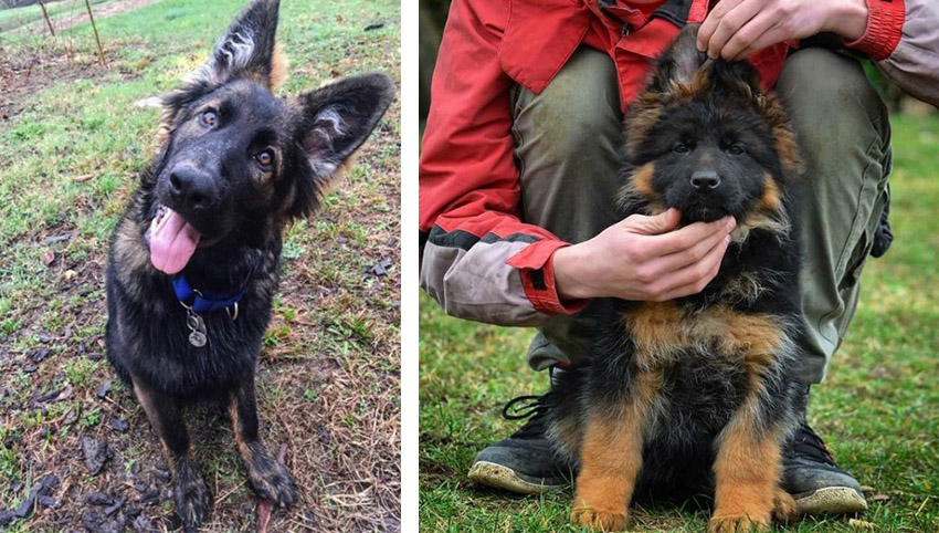 Science proved you and your German Shepherd fall in love when you look in each other’s eyes