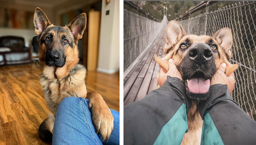 Studies Prove Your German Shepherd Loves You More Than You Ever Imagined