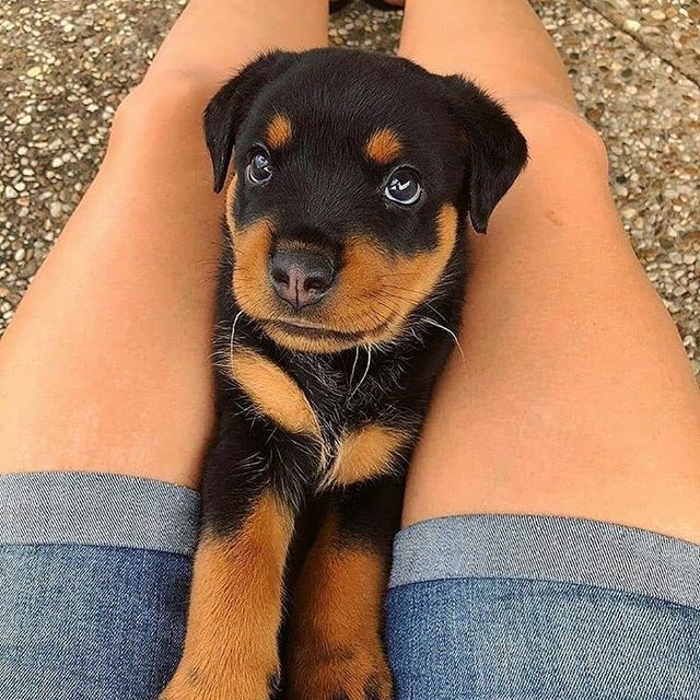 Your Rottweiler Loves You More Than You Ever Realized