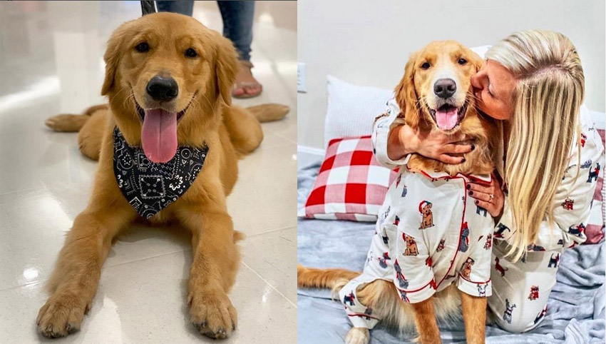 Your Golden Retriever Takes Your Personality By Time, Scientists proved