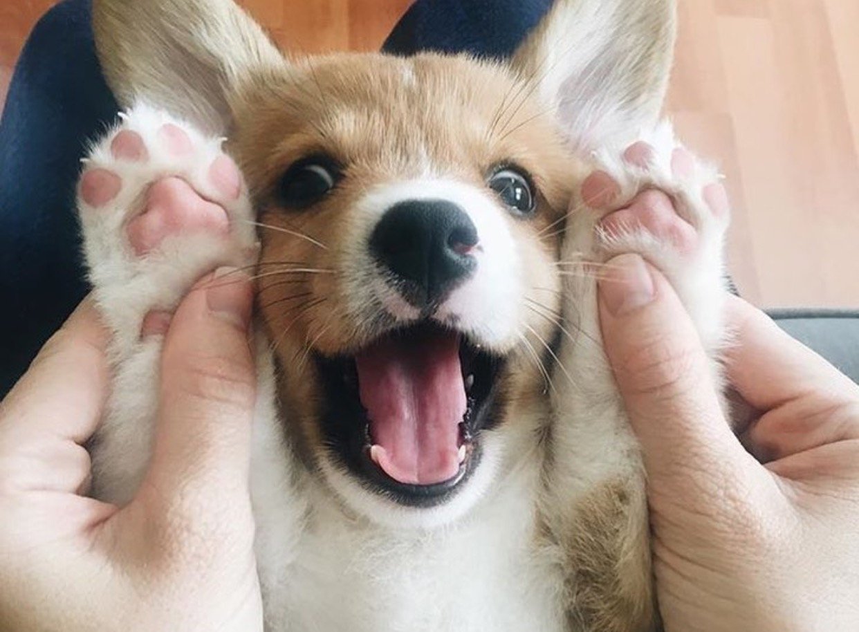 10 Pictures Of Corgi That Will Warm Your Doggy Loving Heart – SonderLives