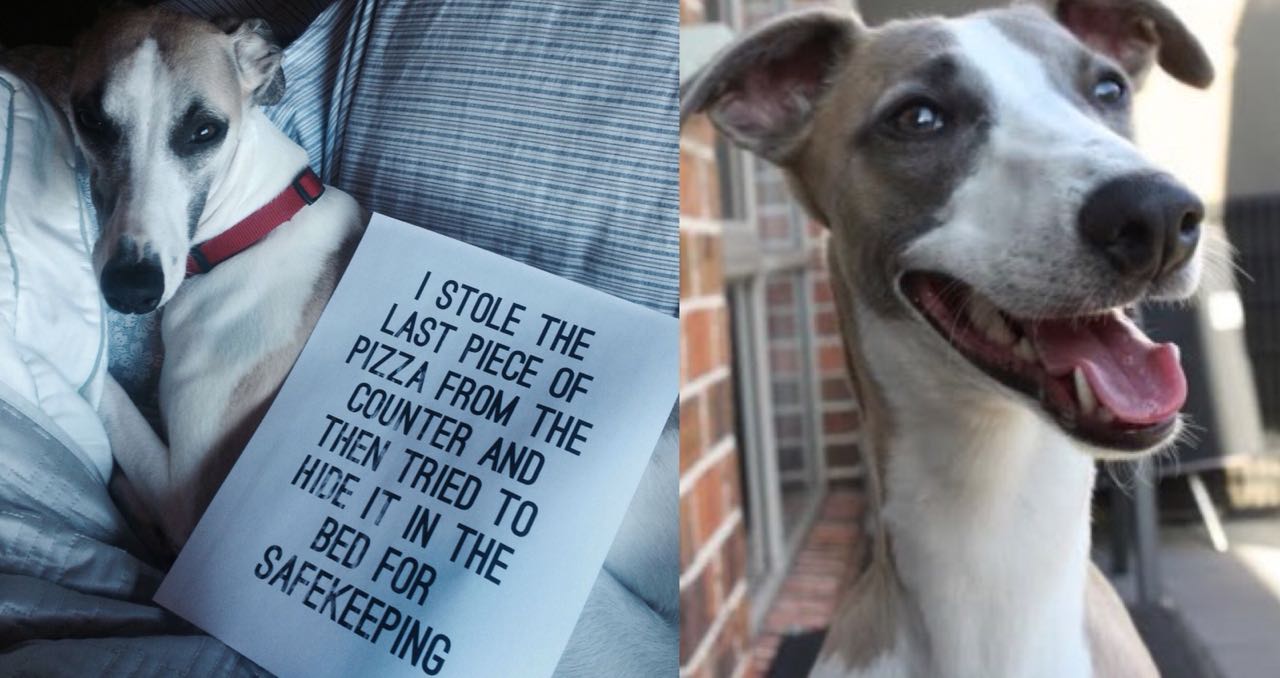 15 Photos That Prove That Whippets Are The Worst Dogs On Earth