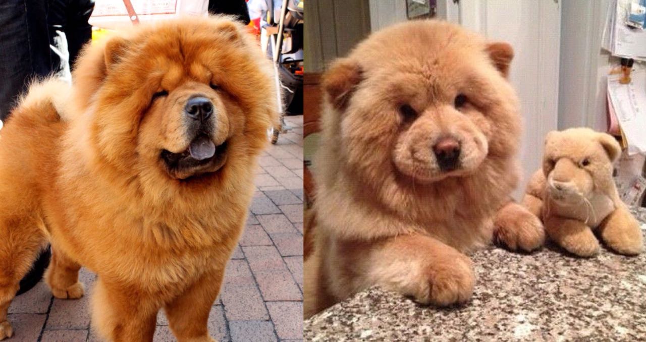 11 Overwhelming Moments Of Love Only Chow Chow Can