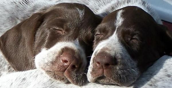 Image result for German Shorthaired Pointer 美しい