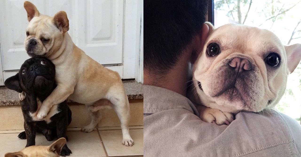 10 Amazing Ways Your French Bulldog Will Change Your Life Extremely