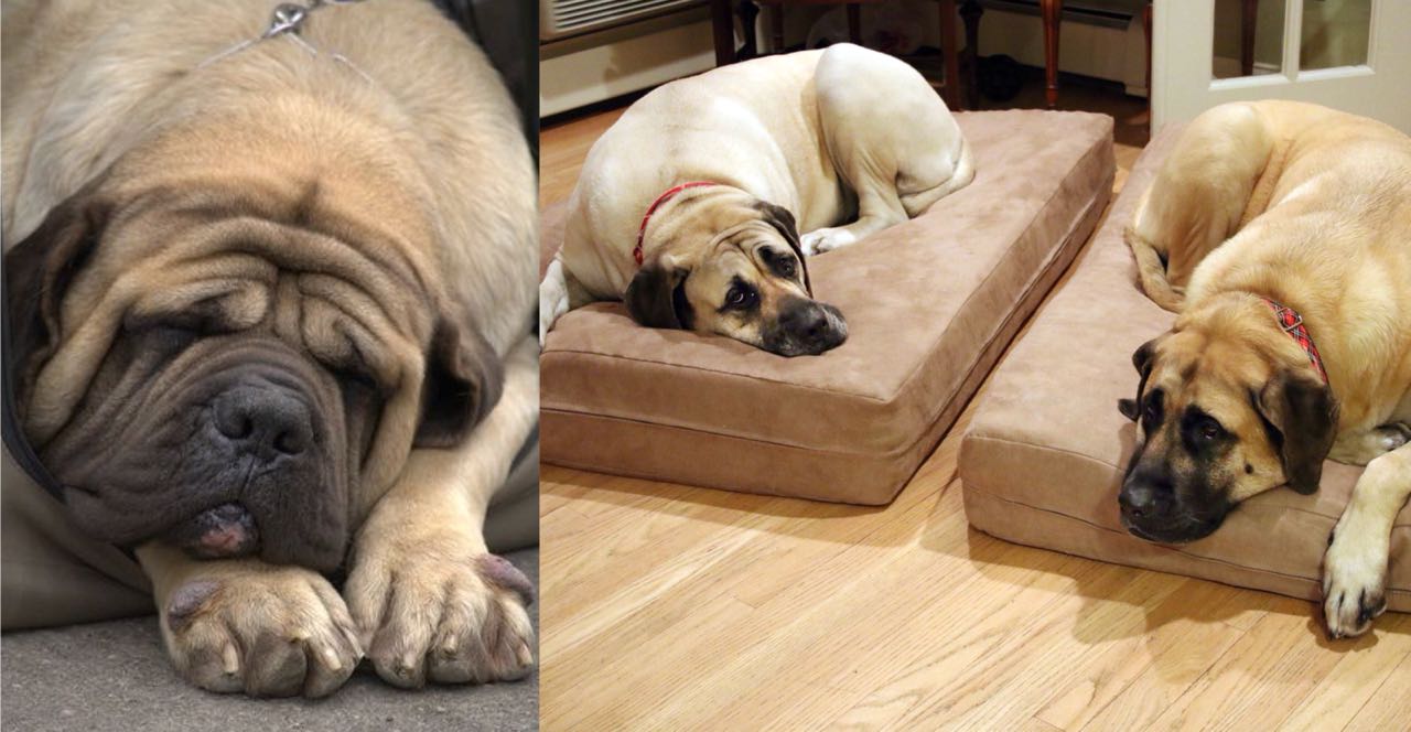 Resultado de imagen para mastiff sleeping