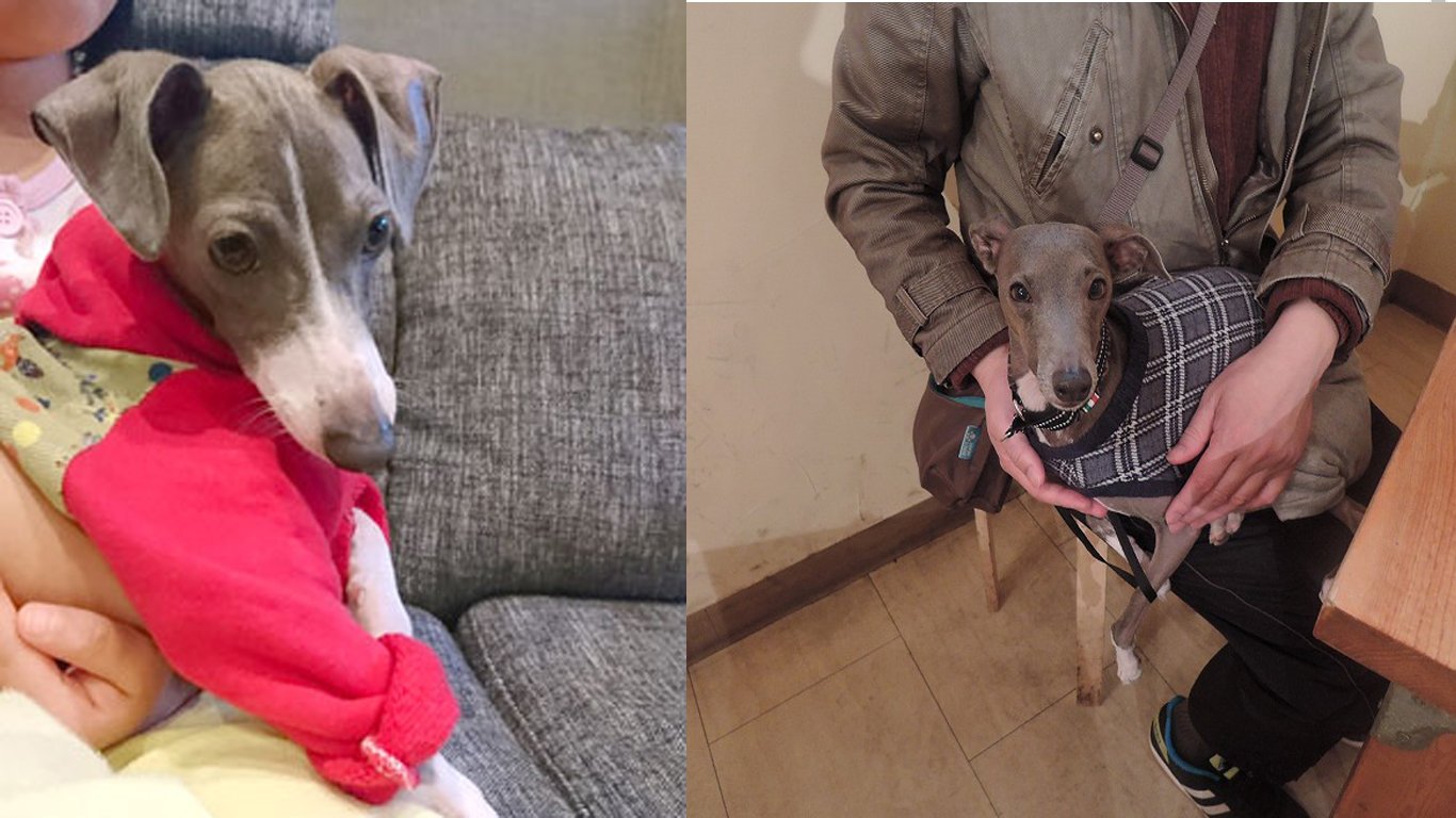 9 Weird Things We Do As Italian Greyhound Parents SonderLives