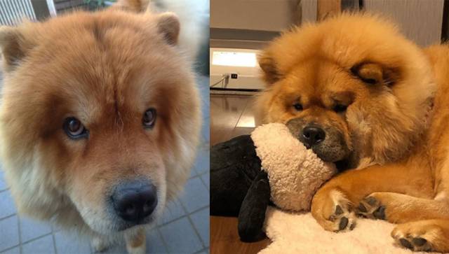 8 Signs Your Chow Chow Is Secretly Mad at You SonderLives