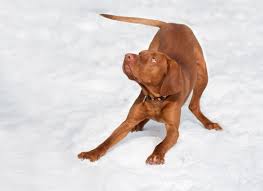 Resultado de imagen para 犬 vizsla 楽しい
