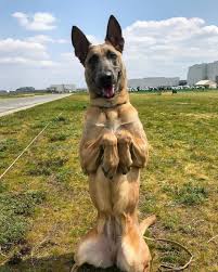 Resultado de imagen para 犬 Malinois 楽しい