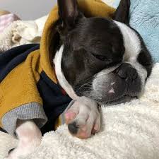 Resultado de imagen para 犬 Boston Terrier 眠っている