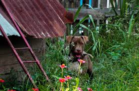Resultado de imagen para 犬 Staffordshire Bull Terriers 花