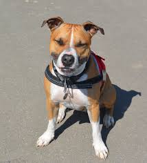 Resultado de imagen para 犬 Staffordshire Bull Terriers かわいらしい