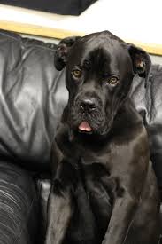 Resultado de imagen para 犬 cane corso 花