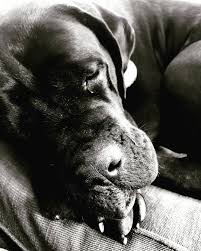 Resultado de imagen para 犬 cane corso 眠っている