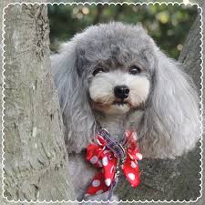 Resultado de imagen para 犬 poodle 楽しい
