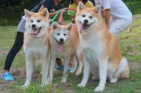 Image result for 犬 akita 美しい