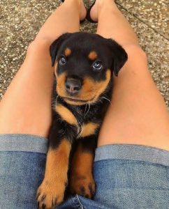 Study Proves That Your Rottweiler Really Is A Manipulator