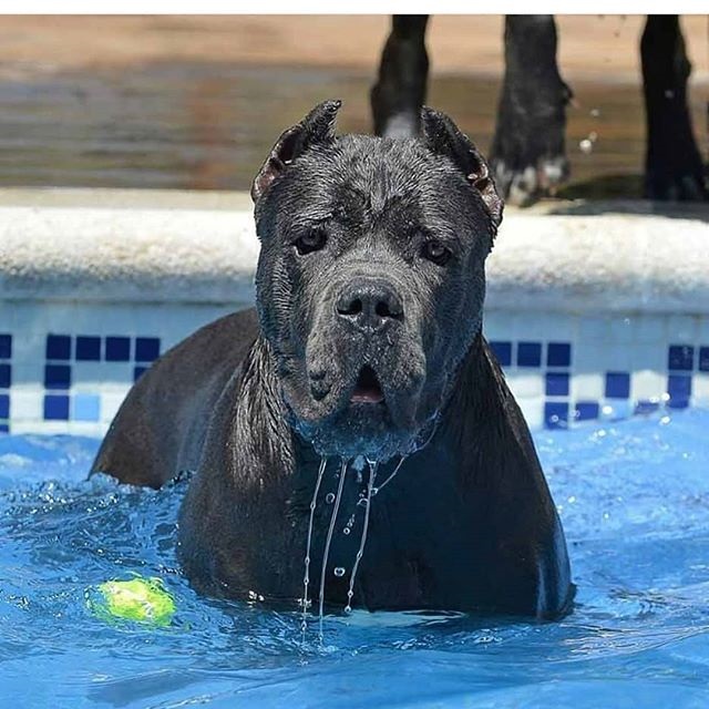 13 Strict Rules that Cane Corso Have established for humans to follow