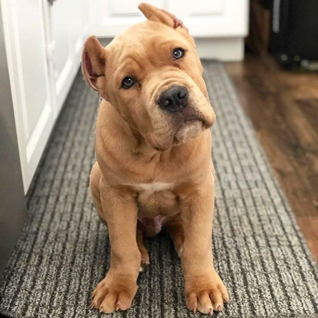 13 Strict Rules that Cane Corso Have established for humans to follow