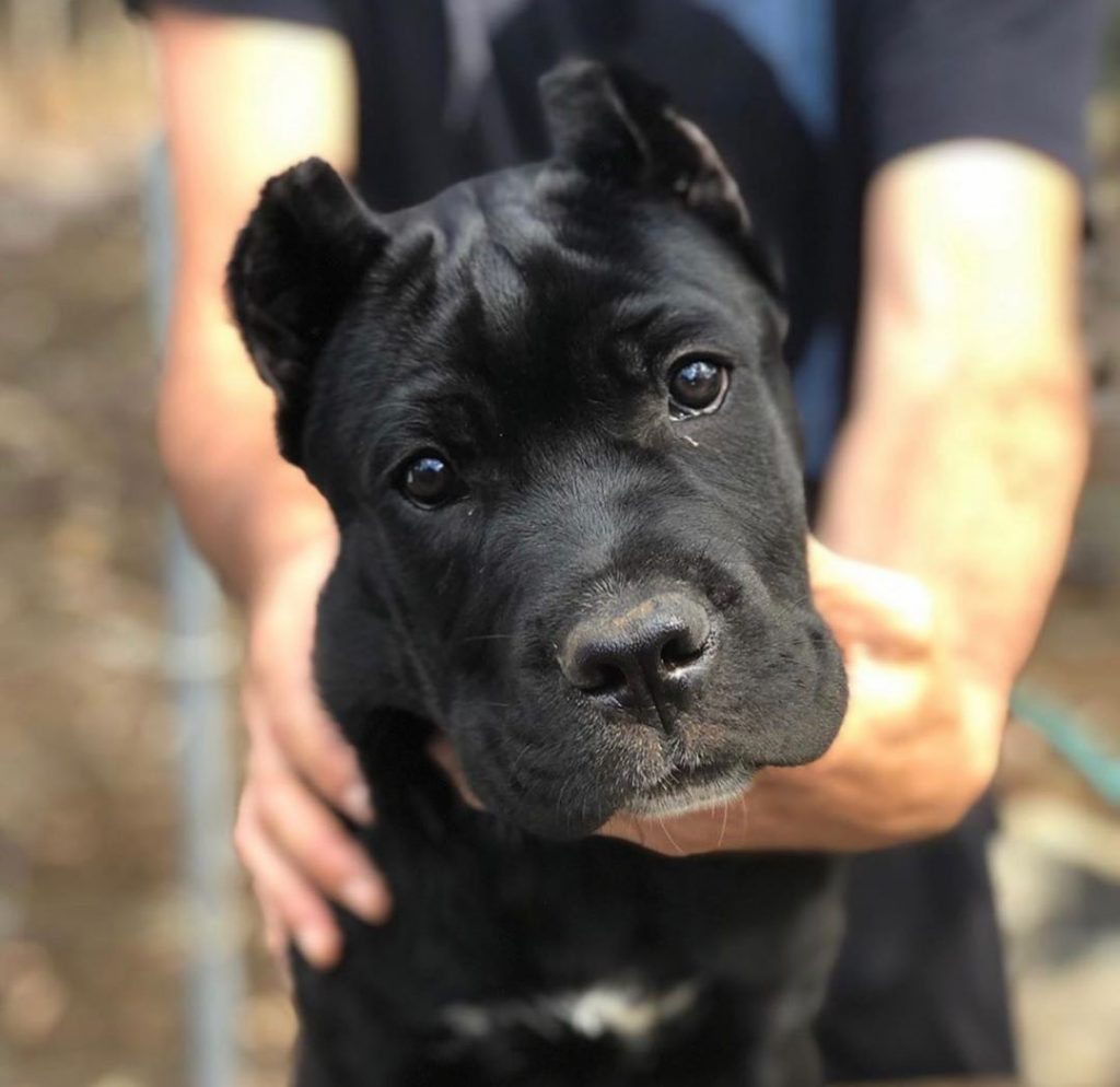 13 Strict Rules that Cane Corso Have established for humans to follow