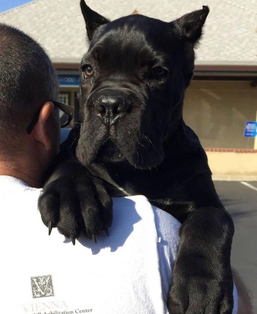 13 Strict Rules that Cane Corso Have established for humans to follow