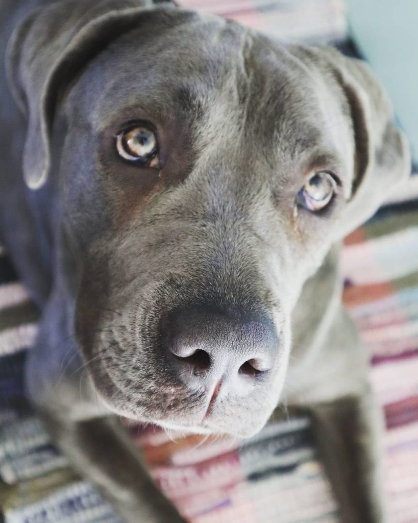 13 Strict Rules that Cane Corso Have established for humans to follow