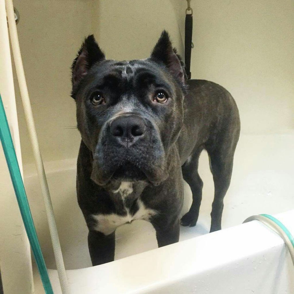 13 Strict Rules that Cane Corso Have established for humans to follow