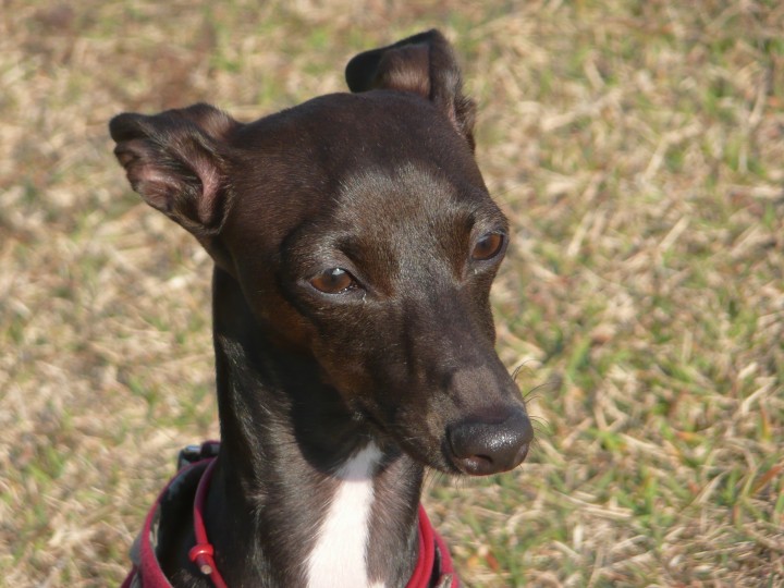 taliangrayhound cute eyes