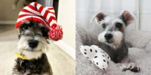 schnauzer
