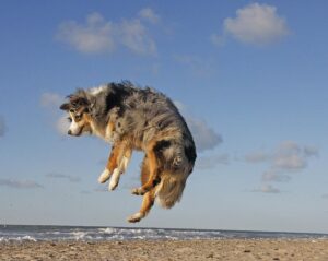 aussie-jump